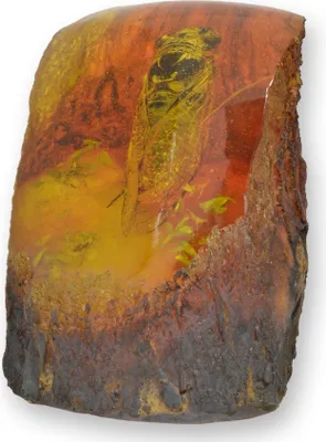 Produktbild von Künstliche Zikade Amber Fossil Replikat Retro Design Dekoration