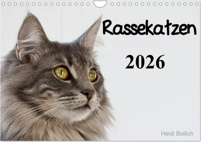 Produktbild von Rassekatzen 2026 (Wandkalender 2026 DIN A4 quer), CALVENDO Monatskalender