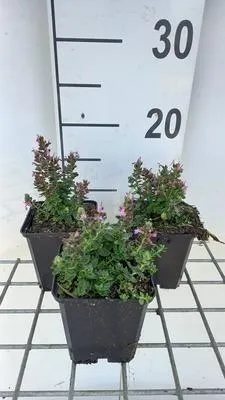 Image de 6 x Teucrium cham. nanum' - Gamander - Pot 9 x 9 cm