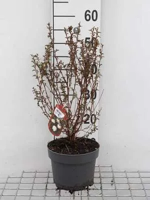 Produktbild von Physocarpus opulif. 'Little Joker' - Fasanenspiere  30- 40 cm - Container