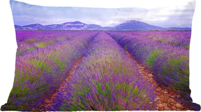 Produktbild von MuchoWow® Zierkissen Sofakissen Wohnzimmer Dekokissen 60x40 cm Lavendelfelder in der Abenddämmerung - Kopfkissen - Polster mit Foto