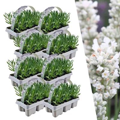 Produktbild von Plants by Frank | 48 Weißer Duft-Lavendel Pflanzen | Lavandula Angustifolia | Echter Lavendel | Lavendelstrauch | Gartenpflanzen