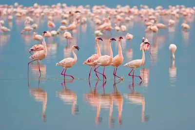 Produktbild von Papermoon VLIES Fototapete, Digitaldruck,  Flamingos (476)