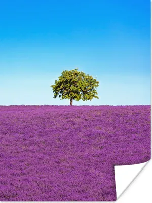 Produktbild von MuchoWow® Poster Baum - Lila - Himmel - Lavendel 90x120 cm - Wohnzimmer