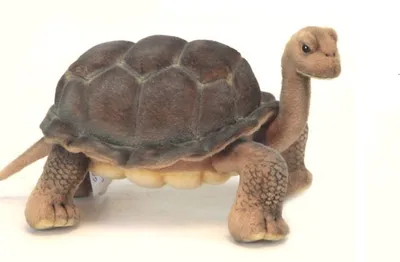 Produktbild von Hansa Toy 6461 Galapagos Schildkröte 25 cm Kuscheltier Stofftier Plüschtier