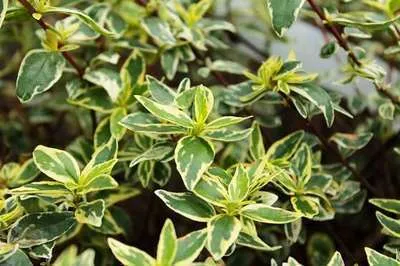 Image de Abelia grandiflora 'Sparkling Silver'® - Abelia Grandiflora Sparkling Silver 50- 60 cm Container