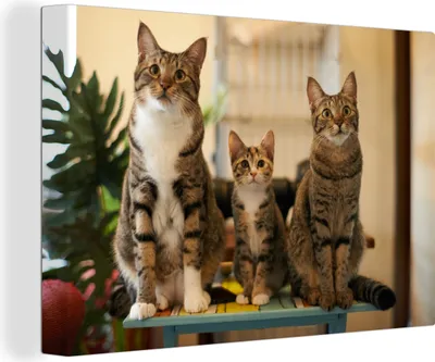 Produktbild von OneMillionCanvasses® - Leinwandbilder - 150x100 cm, Drei Katzen auf kleinem Tisch, Wandbilder Kunstdruck Wanddekoration