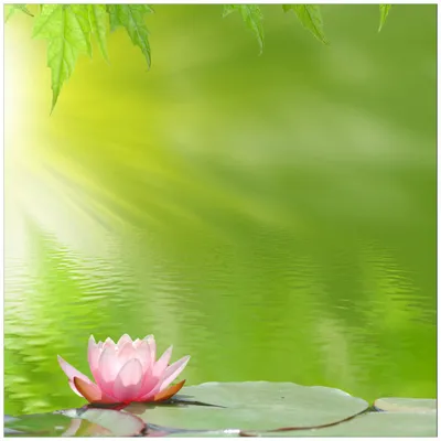 Produktbild von Wallario Premium Glasbild, freischwebende Optik, kräftige Farben, Größe 50 x 50 cm Motiv Seerose auf dem Wasser