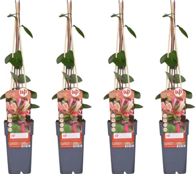 Zdjęcie produktu dla Wiciokrzew lesny - Lonicera periclymenum ‘Belgica’ - 4 sztuki - Ø15cm x Ø65cm