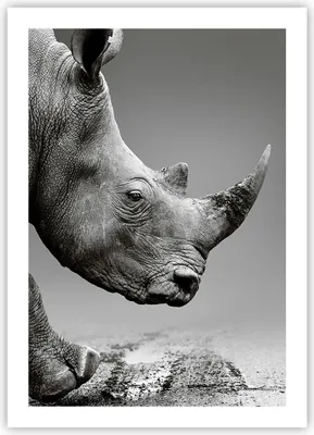 Produktbild von Poster - Poster ohne Rahmen - Nashorn Monochrom Tier - 50x70 cm - Wand Bild - Wanddeko - Wandbilder - Kunstposter - Wandposter - Bilder - Kunstdruck - Wanddekoration - Wandbild - P2XPA50x70-4954