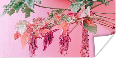 Produktbild von MuchoWow® Poster Palme - Tropisch - Rosa - Sommer 40x20 cm - Poster für die Wand - Poster Schlafzimmer