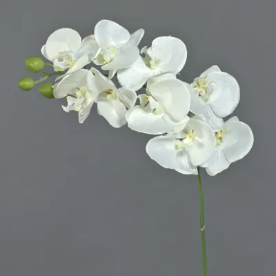 Produktbild von artplants.de Künstlicher Phalaenopsis Zweig Galina, 9 Blüten, Creme, 45cm - Kunstblumen - Deko Orchidee