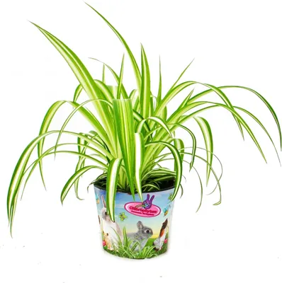 Obrázok produktu pre Krmivo pre domáce zvieratá - Chlorophytum - Vitálne krmivo pre králiky, škre?ky a mor?atá