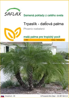Obrázok produktu pre SAFLAX - Trpaslík - datľová palma - Phoenix roebelenii - 25 Semená