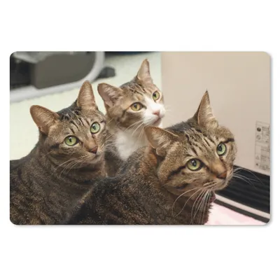 Produktbild von MuchoWow® Schreibtischunterlage Katze - Braun 60x40 cm - XXL Mauspad - Großes Mauspad
