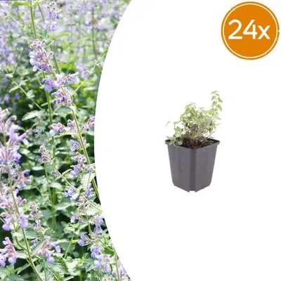 Produktbild von Nepeta faassenii | 24 Stück - 10-25cm - Ø9cm - Gartenpflanze