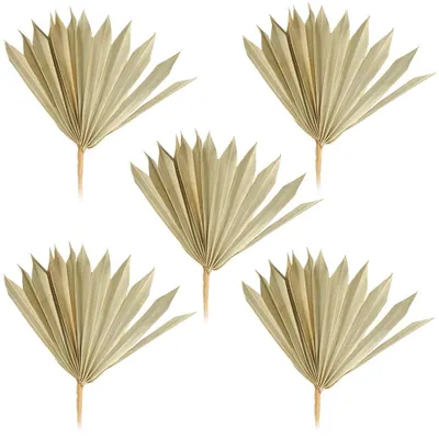 Productafbeelding van Palmsonnen, decoratie, natuurlijke decoratie, knutselmateriaal, bloemarrangementen, set van 5, 11-22 cm