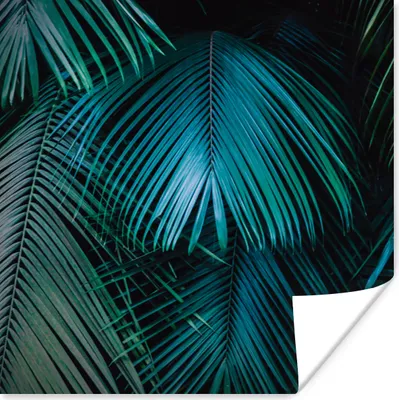 Produktbild von MuchoWow® Poster Palmenblatt - Tropisch - Natur - Dschungel 50x50 cm - Wohnzimmerdekoration