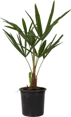 Produktbild von Windmühlenpalme - Trachycarpus Fortunei - Höhe 35-45cm - ⌀15cm