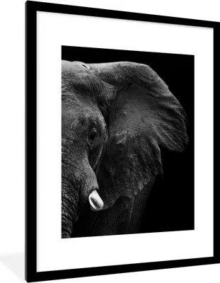Produktbild von MuchoWow® Gerahmtes Poster Tiere - Elefant - Wild - Schwarz - Weiß 60x80 cm - Poster mit Schwarzem Bilderrahmen Wandposter Rahmen Foto Bilder - Wohnzimmer - Dekorationen - Prämie