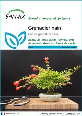 Image de SAFLAX  - Grenadier nain - 50 graines - Punica