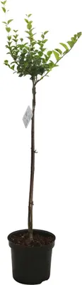 Produktbild von Syringa meyeri 'Palibin', Zwergflieder, duftend, 80 cm