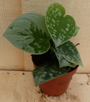 Productafbeelding van 5 stuks! Mini Scindapsus Epipremnum grijsgroen Viridi kamerplant Warentuin Natuurlijk