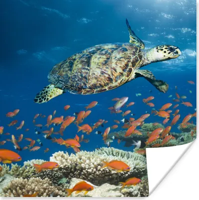 Produktbild von MuchoWow® Poster Korallenriff mit Schildkröte 50x50 cm - Wohnzimmerdekoration
