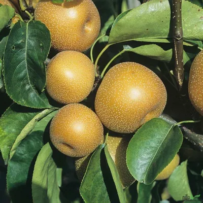 Produktbild von Nashi-Birne Kosui Birnen Birnenbaum Obstbaum 120-160 cm Asienbirne Niedrigstamm