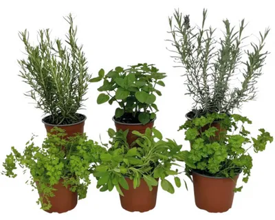 Produktbild von Kräuter Set FloraSelf Kräuter Mix 6 Stk. Ø 12 cm Topf