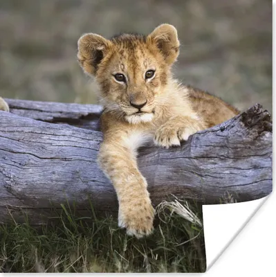 Produktbild von MuchoWow® Poster Jungtier - Tier - Natur 75x75 cm - Wand Dekoration