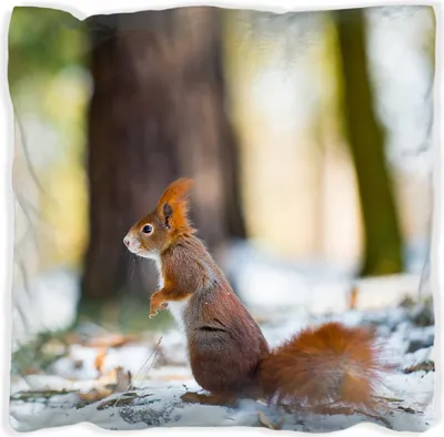 Produktbild von Wallario Premium Kissen, weiche Oberfläche, mit Motiv Neugieriges Eichhörnchen im verschneiten Wald, Größe: 40 x 40 cm, mit weißer Rückseite