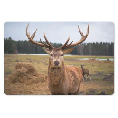 Produktbild von MuchoWow® Mauspad Mousepad Rotwild - Natur - Wiese 27x18 cm - Mousepads - Maus Mat - Pad - Mausunterlage - Büroartikel - Desk Matten