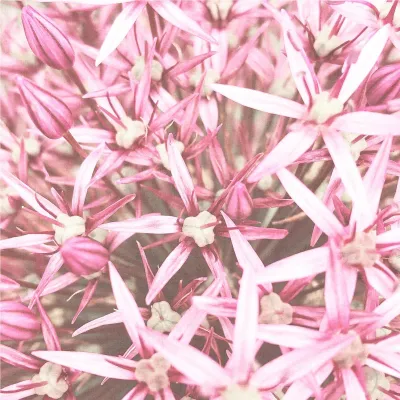 Produktbild von Fototapete 364132 Vliestapete Blumen Floral 212 x 265 cm Rasch Selection Rosa