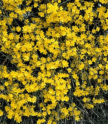 Produktbild von BALDUR Garten 1x Echter Winter-Jasmin, Pflanze im 2 Liter-Topf, Jasminum nudiflorum, winterhart, mehrjährig, pflegeleicht, blühend, Zierstrauch, duftender Blütenflor, Winterblüher