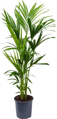 Obrázok produktu pre Gardners Howea Forsteriana, priemer 24 cm