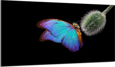 Produktbild von Glasschutzplatte für den Herd 90x52 Butterfly