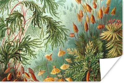 Produktbild von MuchoWow® Poster Alte Meister - Kunst - Muscinae - Haeckel 60x40 cm - Schlafzimmerdekoration