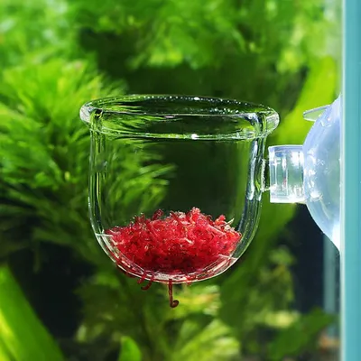 Aquarium-Futterbecher mit Saugnapf, Glas, für Lebendfutter