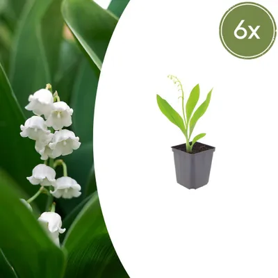 Zdjęcie produktu dla Convallaria majalis | 6 sztuk - 10-25cm - Ø9cm - Roślina ogrodowa