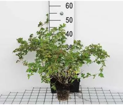 Produktbild von 12 x Stephanandra inc. 'Crispa' - Kranzspiere - Topf 9 cm x 9 cm