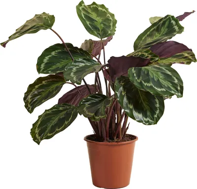Zdjęcie produktu dla Bloomique - Calathea Medallion - Roślina pawia - Rośliny doniczkowe - Oczyszczające powietrze - Przyjazne dla zwierząt - Wysokość 70-90 cm - Doniczka 19 cm