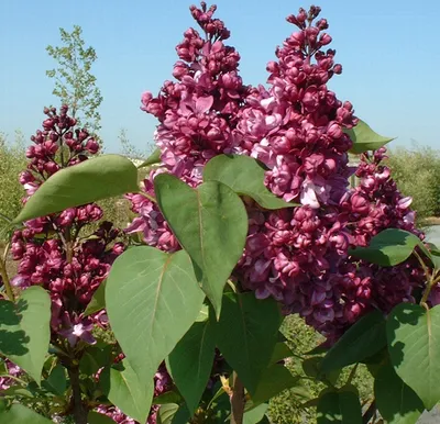 Immagine prodotto di Lillà nobile  - Syringa vulgaris 'Mrs Edward Harding'  | 40-60 cm in contenitore