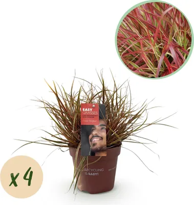 Obrázek produktu pro Mahagonová tráva - Uncinia rubra 'Everflame' - 4 rostliny - Stálezelená - Okrasná tráva s červenými listy - Snadná péče - Ø17cm - Výška cca 50 cm