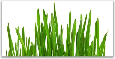 Produktbild von Tulup Leinwand-Bilder 120x60 Wandbild Canvas Kunstdruck Gras Pflanzen