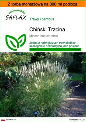 Zdjęcie produktu dla SAFLAX - Garden in the bag - Chiński Trzcina - 200 Nasiona - Z podłożem uprawowym w praktycznej, samorozkładającej się torbie - Miscanthus sinensis