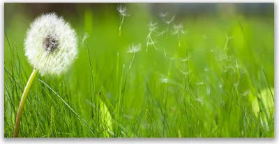 Produktbild von Glasbilder 140x70 Wandbild Druck auf Glas Pusteblume Gras Pflanzen