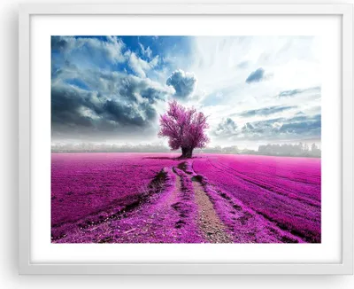 Produktbild von Gerahmtes Poster - Weißer Rahmen - Heidefeld Baum Wolken Landschaft - 50x40 cm - Wand Bild - Wanddeko - Wandbilder - Wandposter - Bilderrahmen - Bilder - Kunstdruck - Wandbild - P2WAA50x40-2547
