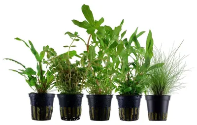 Produktbild von Pflanzen Set mit 5 Einsteiger Topf Aquarium Wasserpflanzen AquaOne Nr.218