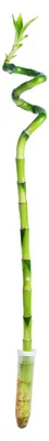Produktbild von Glücksbambus 'Lucky Bamboo' spiralförmiger Stengel, im Röhrchen - pflegeleichte Zimmerpflanze, Dracaena Sanderiana - Höhe ca. 50 cm, Topf-Ø 5 cm